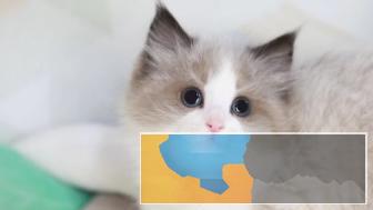 甜美可爱布偶猫海双蓝双都有包纯种包健康