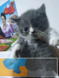 自己养的蓝白猫猫，房东不让养了，便宜出售T T