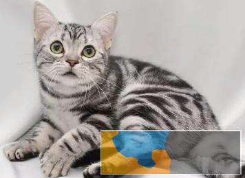 石家庄养殖场出售各种猫猫宠物狗、包纯种健康可送上门