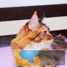 纯种长毛缅因猫包健康包纯种可签协议