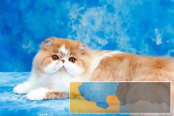 本地出售高颜值波斯猫定期打疫苗健康出售