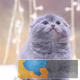 本地自家繁殖纯种英短蓝猫优惠带证书出售