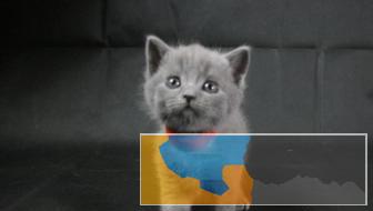 高品质蓝猫，标价即成交价可以小刀