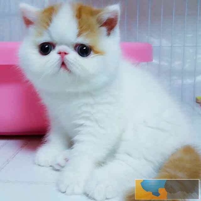 全国连锁--到店挑选--加菲猫/折耳猫/金吉拉--送货到家 全国连锁--到店挑选--加菲猫/折耳猫/金吉拉--送货到家