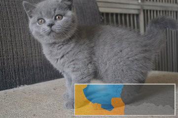 深圳哪里有卖宠物猫 深圳哪里有卖蓝猫 蓝猫多少钱一只 深圳哪里有卖宠物猫 深圳哪里有卖蓝猫 蓝猫多少钱一只