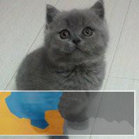 深圳哪里有卖宠物猫 深圳哪里有卖蓝猫 蓝猫多少钱一只 深圳哪里有卖宠物猫 深圳哪里有卖蓝猫 蓝猫多少钱一只