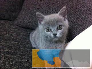 深圳哪里有卖宠物猫 深圳哪里有卖蓝猫 蓝猫多少钱一只 深圳哪里有卖宠物猫 深圳哪里有卖蓝猫 蓝猫多少钱一只