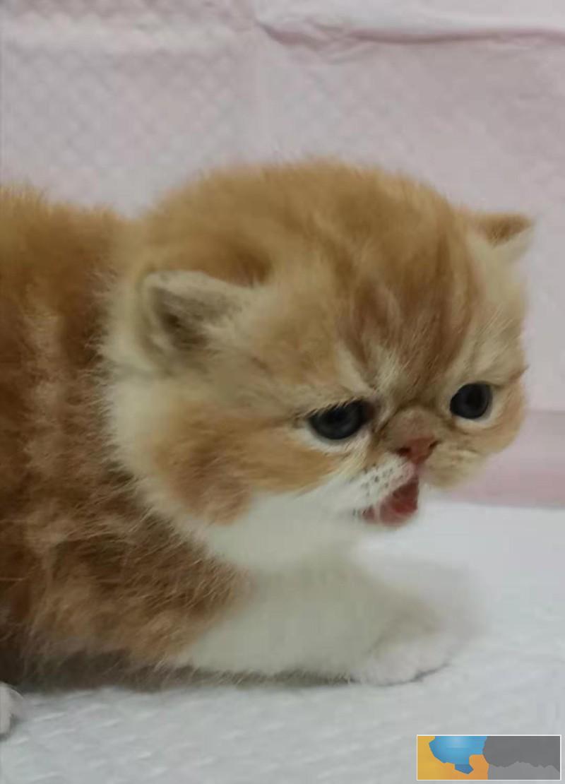 深圳纯种加菲猫,短毛猫