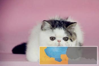 本地自家繁殖纯种眼鼻一线健康加菲猫不可爱不要钱