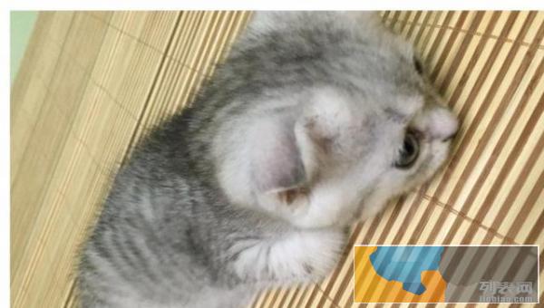 希望给可爱折耳猫猫猫找到好主人,免费找人领养