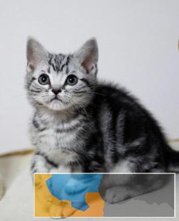 呆萌可爱粘人会撒娇纯种美短虎斑宝宝出售疫苗齐全 呆萌可爱粘人会撒娇纯种美短虎斑宝宝出售疫苗齐全