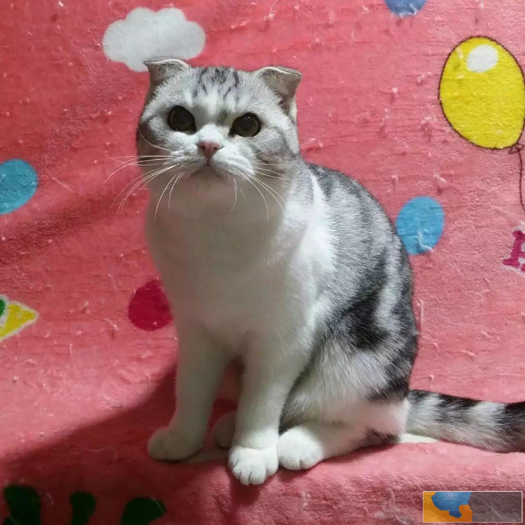 呆萌可爱粘人会撒娇纯种美短虎斑宝宝出售疫苗齐全 呆萌可爱粘人会撒娇纯种美短虎斑宝宝出售疫苗齐全