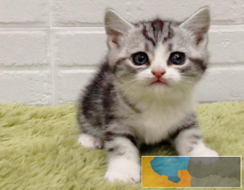 呆萌可爱粘人会撒娇纯种美短虎斑宝宝出售疫苗齐全 呆萌可爱粘人会撒娇纯种美短虎斑宝宝出售疫苗齐全