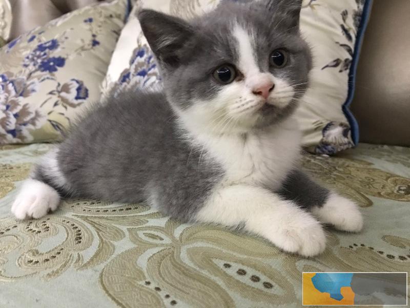 家养宠物两个多月小蓝短