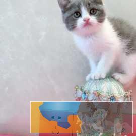 红姐的名猫王国纯种加菲英短布偶猫出售