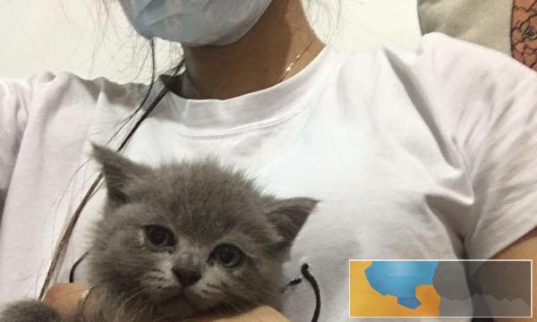 英短蓝猫自家的急出