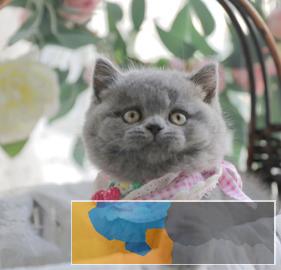 出售纯种英短蓝猫短毛猫无病无癣包健康疫苗已做 出售纯种英短蓝猫短毛猫无病无癣包健康疫苗已做