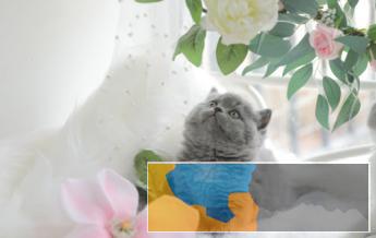 出售纯种英短蓝猫短毛猫无病无癣包健康疫苗已做 出售纯种英短蓝猫短毛猫无病无癣包健康疫苗已做