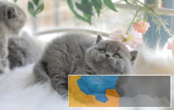 出售纯种英短蓝猫短毛猫无病无癣包健康疫苗已做 出售纯种英短蓝猫短毛猫无病无癣包健康疫苗已做