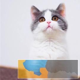 深圳繁殖纯种健康英短蓝猫渐层加菲布偶名猫宠物活体 深圳繁殖纯种健康英短蓝猫渐层加菲布偶名猫宠物活体