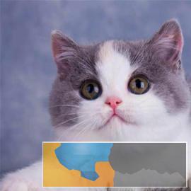 深圳繁殖纯种健康英短蓝猫渐层加菲布偶名猫宠物活体 深圳繁殖纯种健康英短蓝猫渐层加菲布偶名猫宠物活体