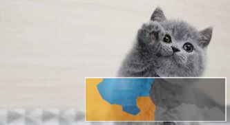 猫舍直销包子脸蓝猫幼猫可实地挑选欢迎上门 猫舍直销包子脸蓝猫幼猫可实地挑选欢迎上门