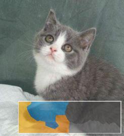 深圳较大蓝猫、蓝白猫繁殖场直销、打完疫苗和驱虫 深圳较大蓝猫、蓝白猫繁殖场直销、打完疫苗和驱虫