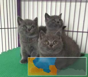 深圳较大蓝猫、蓝白猫繁殖场直销、打完疫苗和驱虫 深圳较大蓝猫、蓝白猫繁殖场直销、打完疫苗和驱虫