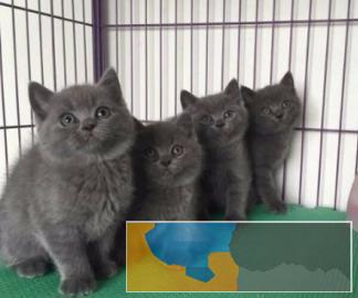 深圳较大蓝猫、蓝白猫繁殖场直销、打完疫苗和驱虫 深圳较大蓝猫、蓝白猫繁殖场直销、打完疫苗和驱虫