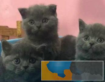 深圳较大蓝猫、蓝白猫繁殖场直销、打完疫苗和驱虫 深圳较大蓝猫、蓝白猫繁殖场直销、打完疫苗和驱虫