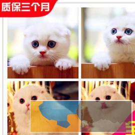 纯种苏格兰折耳猫贼拉可爱
