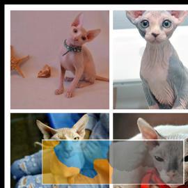 出售纯种家养斯芬克斯猫完美大骨架CFA认证