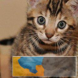 可爱听话的孟加拉豹猫品相好体质强放心喂养