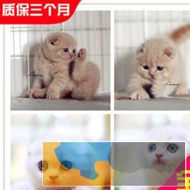 高颜值 苏格兰折耳猫贼拉可爱