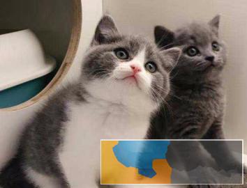 活泼的英短蓝猫蓝白渐层 送猫用品 价格优惠