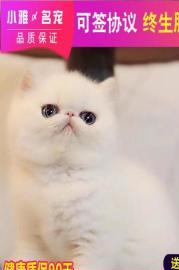 高颜值白甜可爱的加菲猫出售送大礼包
