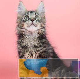 俄罗斯进口纯种高颜值长毛缅因猫纯种健康签协议
