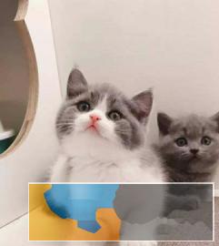 活泼的英短蓝猫蓝白渐层 送猫用品 价格优惠