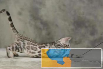 本地出售孟加拉豹猫纹路清晰性格粘人可签协议