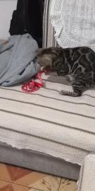 孟加拉豹猫6个月小公找新家