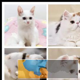 蓝猫蓝白渐层美短布偶加菲只做健康猫无数买家的选择