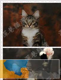 自家养繁育长毛缅因猫疫苗三包纯种健康