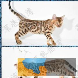 猫舍繁殖各种高品质猫咪包纯种健康