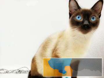 自家繁殖暹罗猫品相好 拒绝病猫签协议