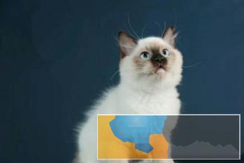 小八猫舍 多只暹罗可挑选活泼健康粘人终身质保