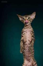 小八猫舍 完美德文卷毛猫聪明健康包纯种健康