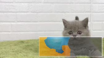 猫舍直销包子脸蓝猫幼猫可实地挑选欢迎上门