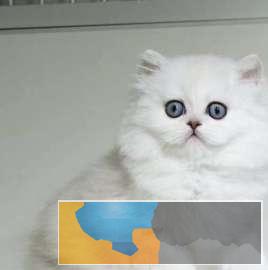 萌宠金吉拉长毛仙女猫出窝 批宝宝找新家