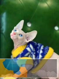 CFA，ICE双协会注册认证，专业繁育纯血无毛猫