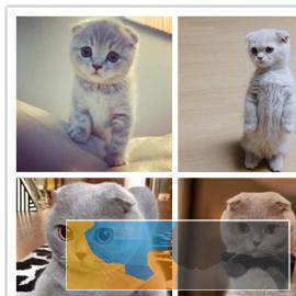 纯种美国短毛猫活体家养宠物猫幼猫包健康纯种美短猫